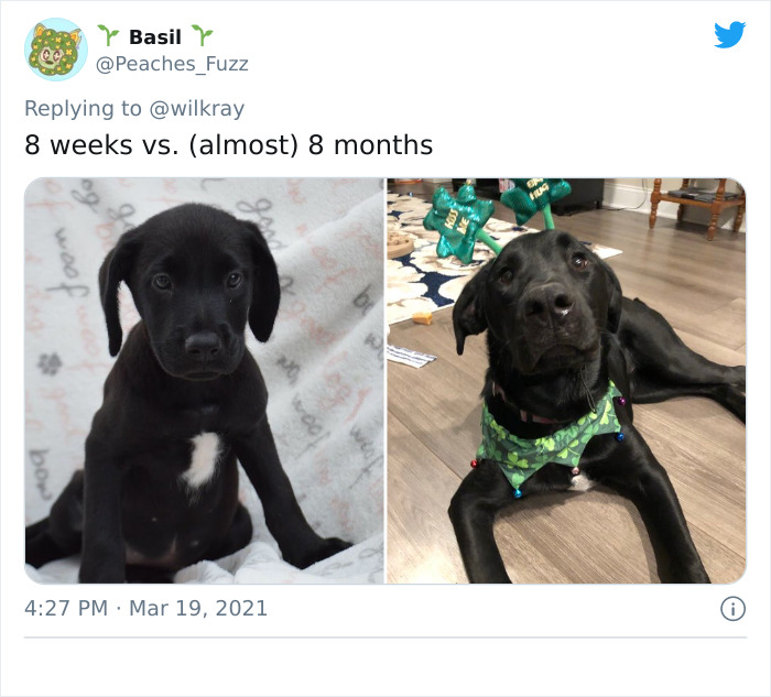In A New Flash Mob On Twitter, Owners Have Fun With Photos Of Their Dogs As Puppies And How They Are Today