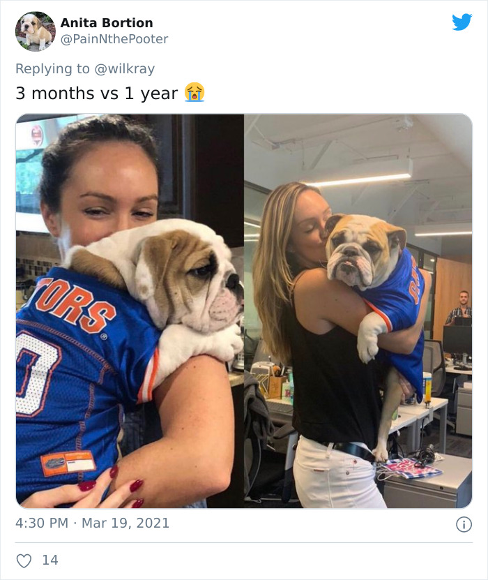 In A New Flash Mob On Twitter, Owners Have Fun With Photos Of Their Dogs As Puppies And How They Are Today