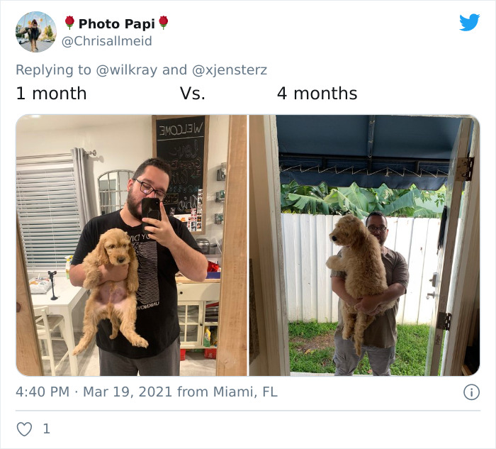 In A New Flash Mob On Twitter, Owners Have Fun With Photos Of Their Dogs As Puppies And How They Are Today