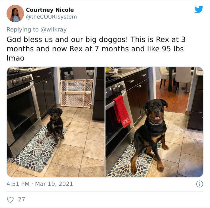 In A New Flash Mob On Twitter, Owners Have Fun With Photos Of Their Dogs As Puppies And How They Are Today