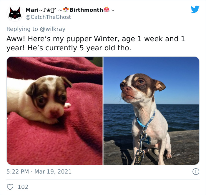 In A New Flash Mob On Twitter, Owners Have Fun With Photos Of Their Dogs As Puppies And How They Are Today