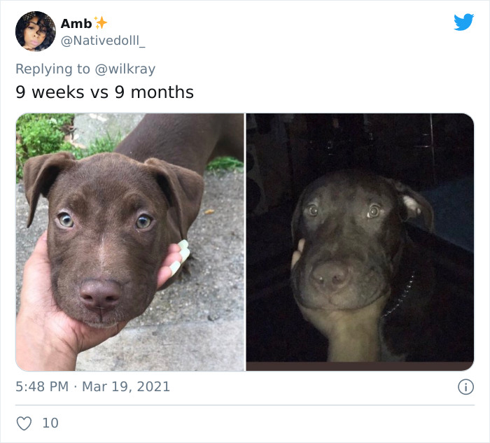 In A New Flash Mob On Twitter, Owners Have Fun With Photos Of Their Dogs As Puppies And How They Are Today