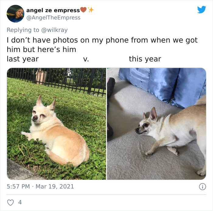 In A New Flash Mob On Twitter, Owners Have Fun With Photos Of Their Dogs As Puppies And How They Are Today