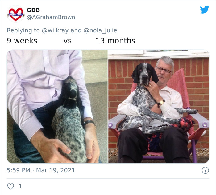 In A New Flash Mob On Twitter, Owners Have Fun With Photos Of Their Dogs As Puppies And How They Are Today