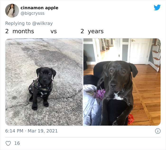 In A New Flash Mob On Twitter, Owners Have Fun With Photos Of Their Dogs As Puppies And How They Are Today