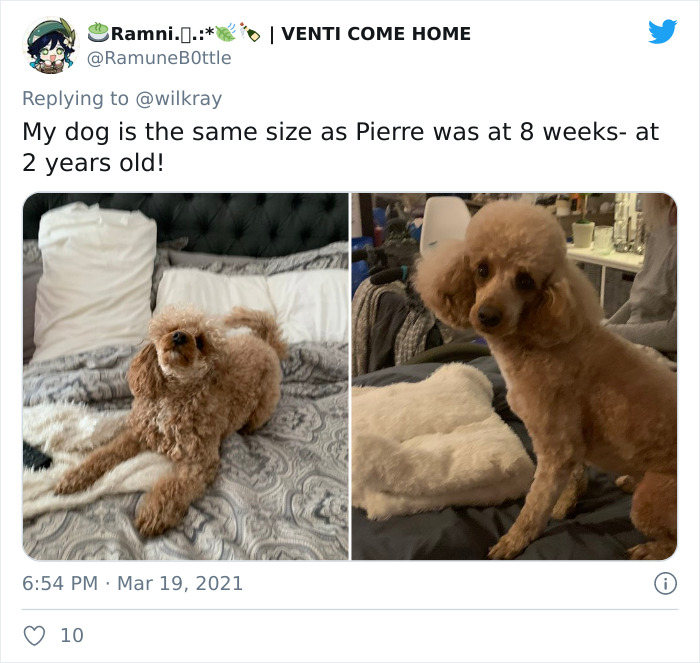 In A New Flash Mob On Twitter, Owners Have Fun With Photos Of Their Dogs As Puppies And How They Are Today