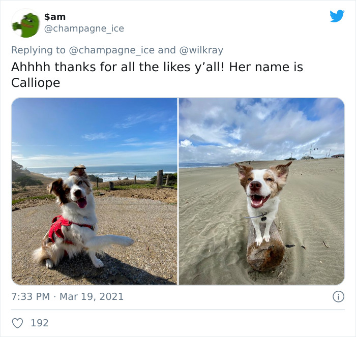 In A New Flash Mob On Twitter, Owners Have Fun With Photos Of Their Dogs As Puppies And How They Are Today