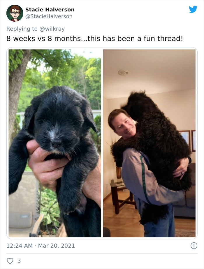 In A New Flash Mob On Twitter, Owners Have Fun With Photos Of Their Dogs As Puppies And How They Are Today