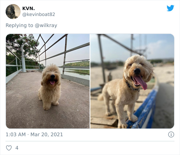 In A New Flash Mob On Twitter, Owners Have Fun With Photos Of Their Dogs As Puppies And How They Are Today