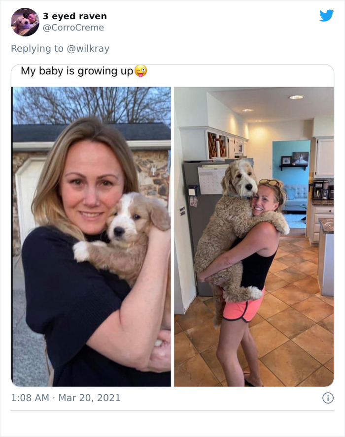 In A New Flash Mob On Twitter, Owners Have Fun With Photos Of Their Dogs As Puppies And How They Are Today