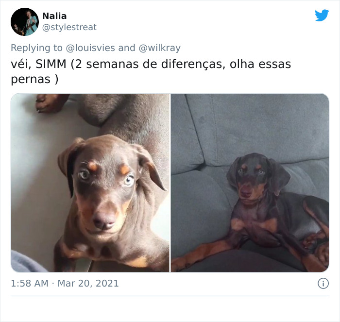 In A New Flash Mob On Twitter, Owners Have Fun With Photos Of Their Dogs As Puppies And How They Are Today