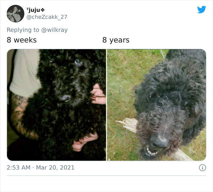 In A New Flash Mob On Twitter, Owners Have Fun With Photos Of Their Dogs As Puppies And How They Are Today