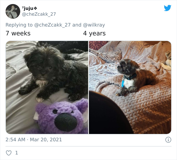 In A New Flash Mob On Twitter, Owners Have Fun With Photos Of Their Dogs As Puppies And How They Are Today