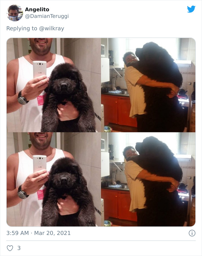 In A New Flash Mob On Twitter, Owners Have Fun With Photos Of Their Dogs As Puppies And How They Are Today