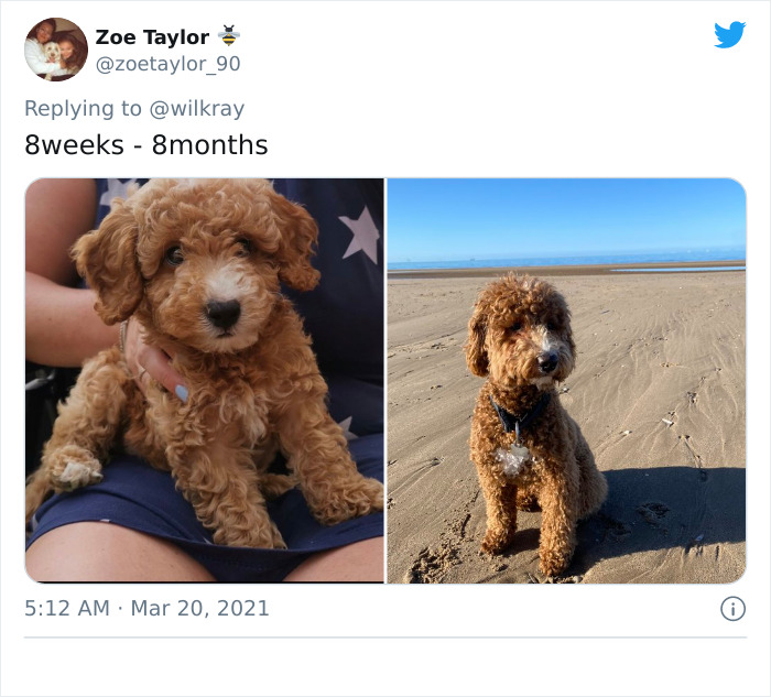 In A New Flash Mob On Twitter, Owners Have Fun With Photos Of Their Dogs As Puppies And How They Are Today