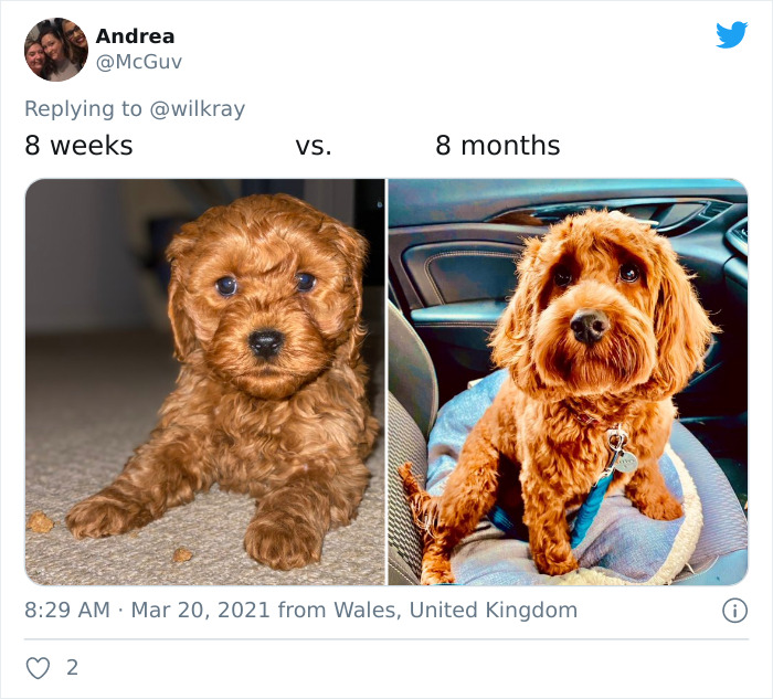 In A New Flash Mob On Twitter, Owners Have Fun With Photos Of Their Dogs As Puppies And How They Are Today