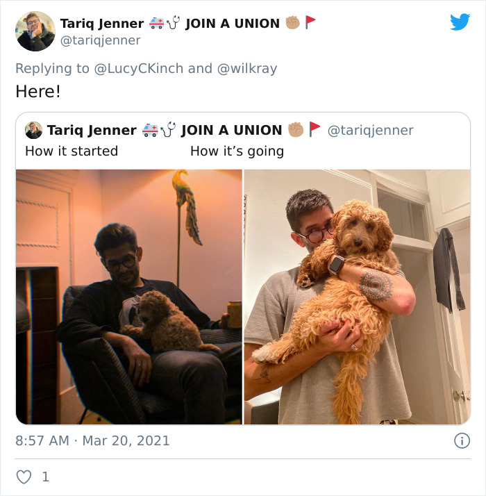In A New Flash Mob On Twitter, Owners Have Fun With Photos Of Their Dogs As Puppies And How They Are Today