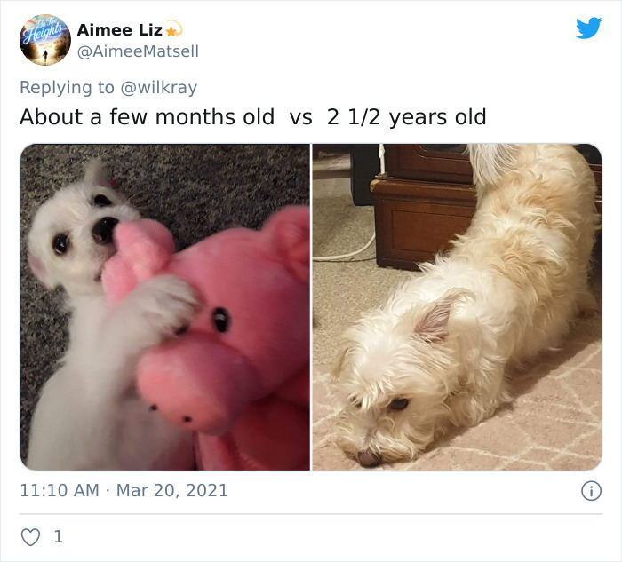 In A New Flash Mob On Twitter, Owners Have Fun With Photos Of Their Dogs As Puppies And How They Are Today
