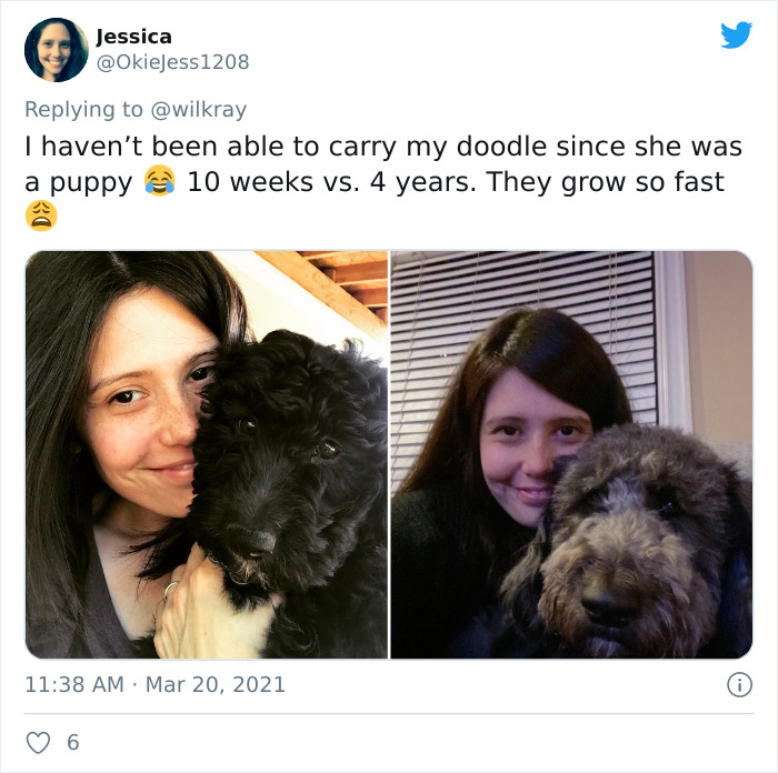 In A New Flash Mob On Twitter, Owners Have Fun With Photos Of Their Dogs As Puppies And How They Are Today