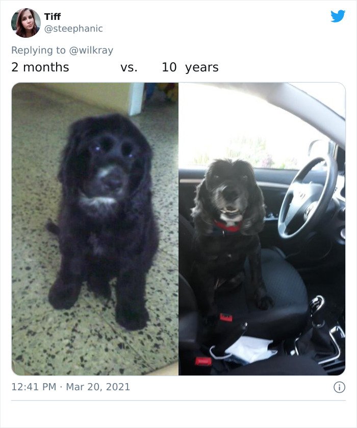 In A New Flash Mob On Twitter, Owners Have Fun With Photos Of Their Dogs As Puppies And How They Are Today