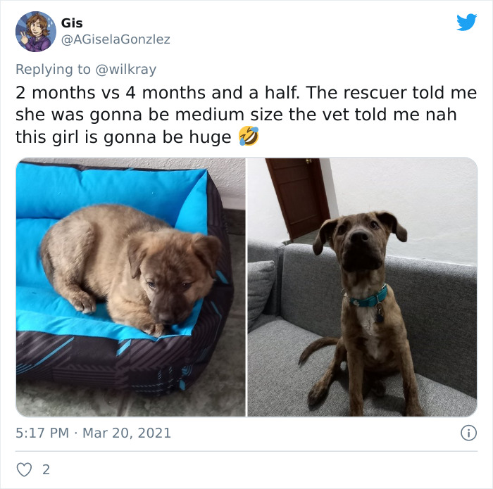 In A New Flash Mob On Twitter, Owners Have Fun With Photos Of Their Dogs As Puppies And How They Are Today