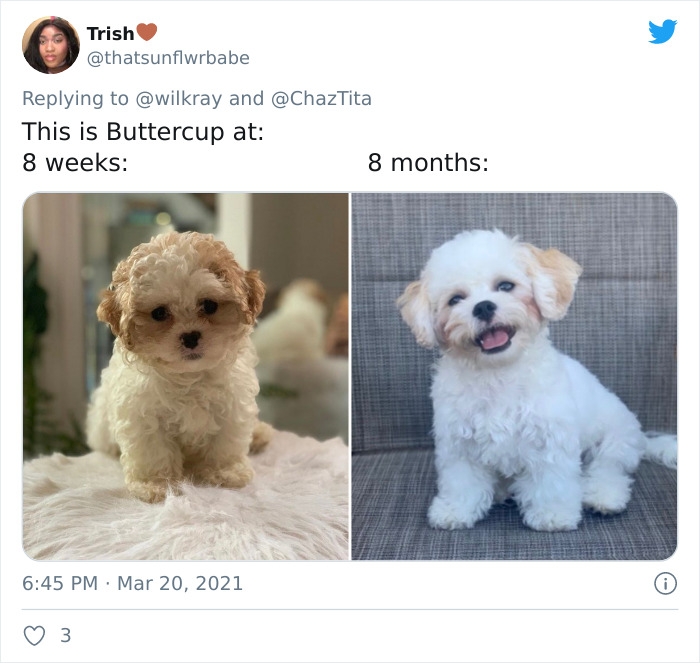 In A New Flash Mob On Twitter, Owners Have Fun With Photos Of Their Dogs As Puppies And How They Are Today