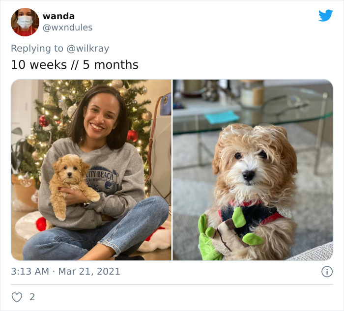 In A New Flash Mob On Twitter, Owners Have Fun With Photos Of Their Dogs As Puppies And How They Are Today