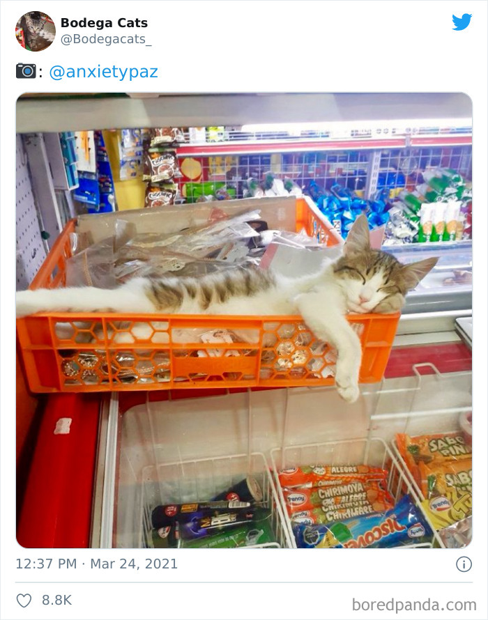 Cats-Store-Bodega