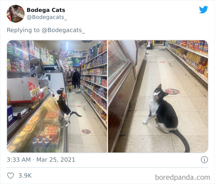 Cats-Store-Bodega