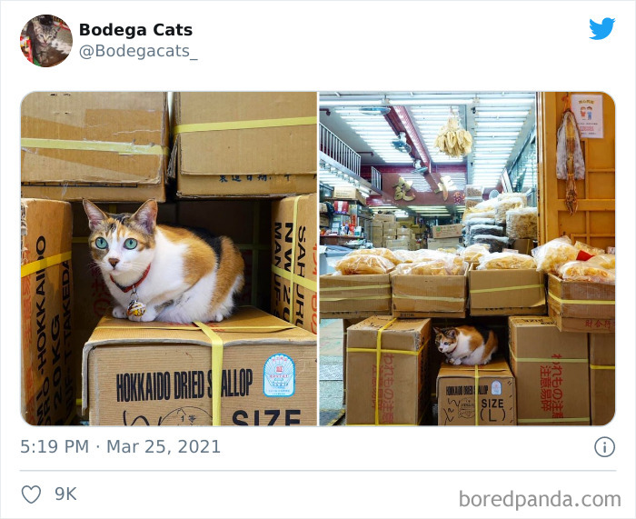 Cats-Store-Bodega