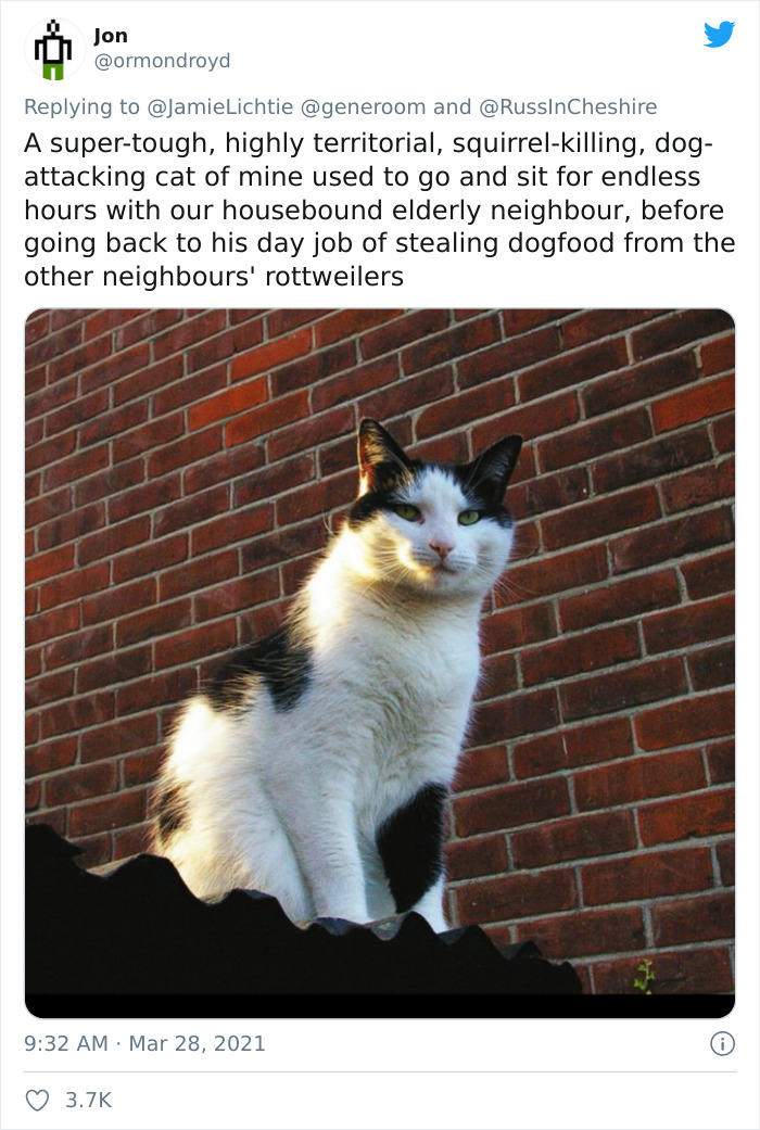 My-Home-Not-My-Cat-Pics