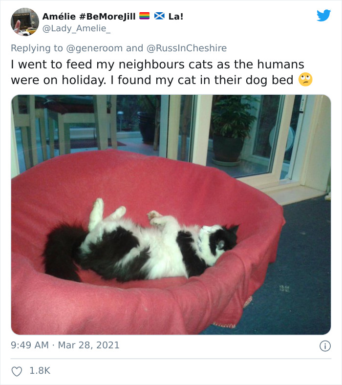 My-Home-Not-My-Cat-Pics