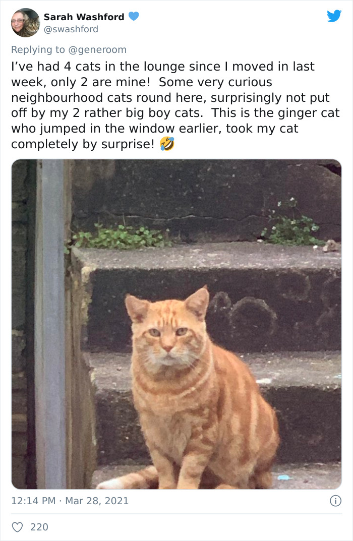 My-Home-Not-My-Cat-Pics