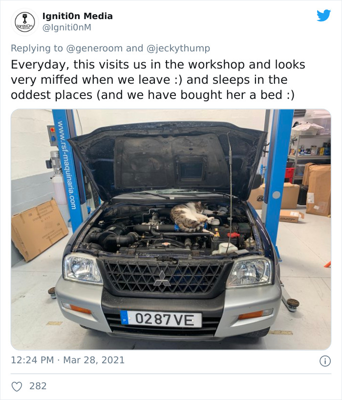 My-Home-Not-My-Cat-Pics