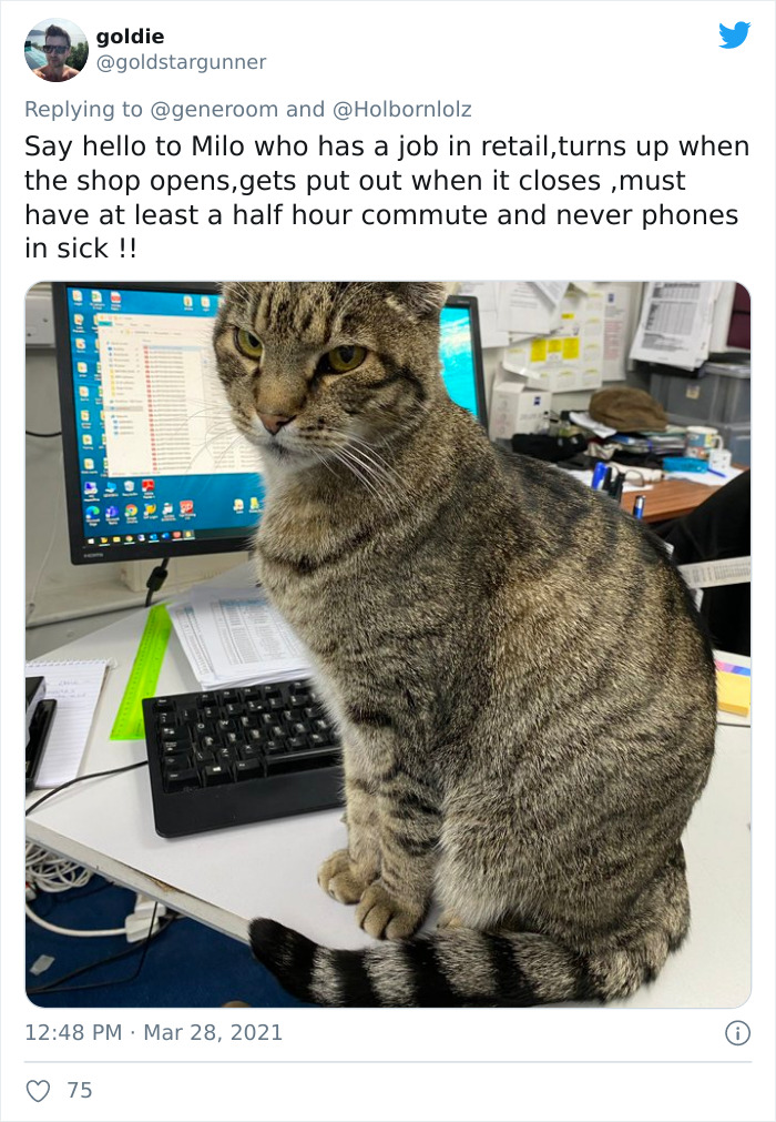 My-Home-Not-My-Cat-Pics