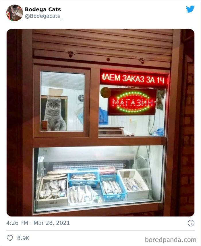 Cats-Store-Bodega