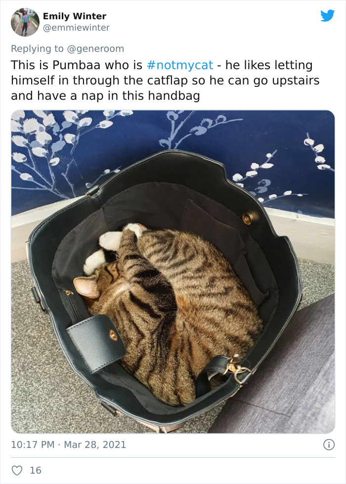 My-Home-Not-My-Cat-Pics