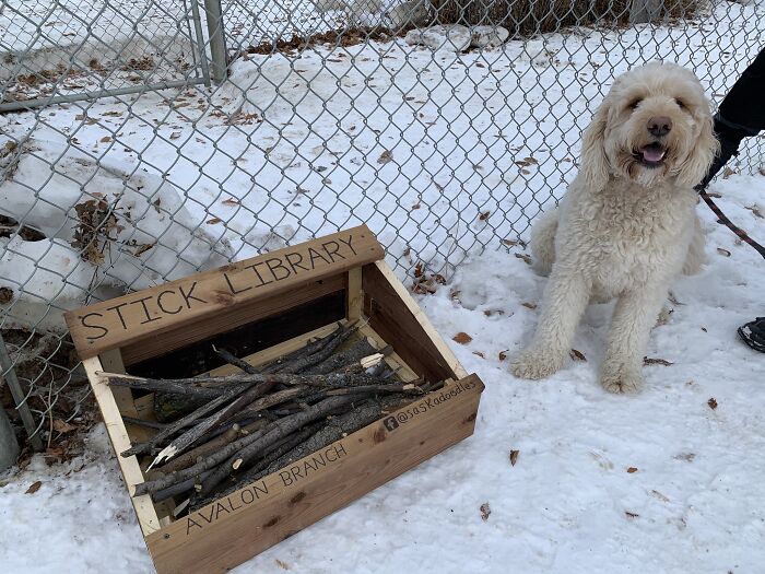 Dad And His 10-Year-Old Son Use Their Time In Quarantine To Build A 'Stick Library' For Local Dogs Dad And His 10-Year-Old Son Use Their Time In Quarantine To Build A 'Stick Library' For Local Dogs