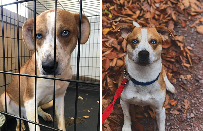 Kylo. A Stray Dog Got His Mother Pregnant, And She Was A Purebred Breeding Husky. They Kept Him For A Year To Use Him As Protection From Strays. He Has Been In Foster Care With Us For 7 Months. No More Poopy Crates For You Kylo. Forever Is Coming!