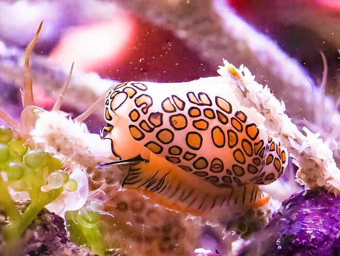 Behaviour - Invertebrates, Silver: Melissa Robertson, United States