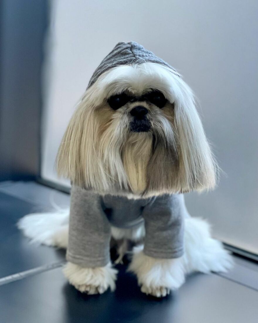 Small dog fashionista wearing a gray hoodie, posing indoors with long silky fur and a stylish look like a pop star.