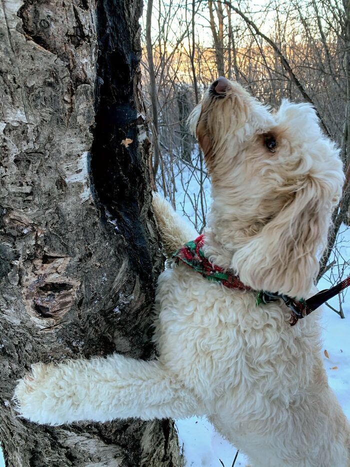 Dad And His 10-Year-Old Son Use Their Time In Quarantine To Build A 'Stick Library' For Local Dogs Dad And His 10-Year-Old Son Use Their Time In Quarantine To Build A 'Stick Library' For Local Dogs