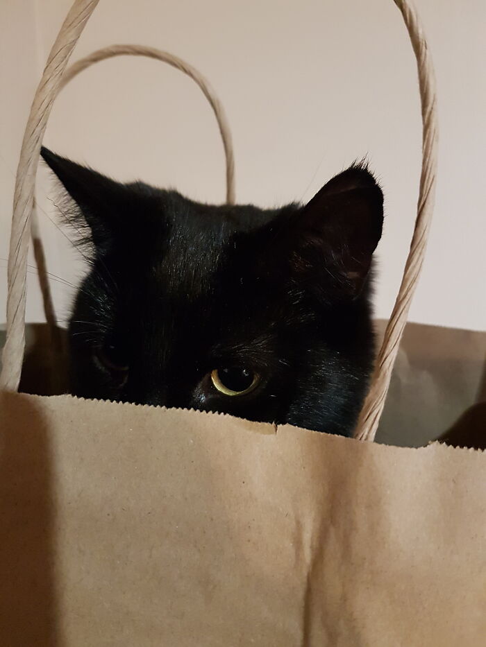 This Is My Rescue Spidey, Her Real Name Is Cassian But She Looked Like A Little Spider Monkey When She Was A Kitten