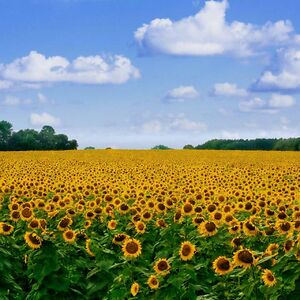 wendymalespinbendana avatar