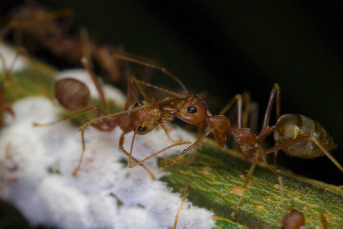Behaviour - Invertebrates, Bronze: Janus Olajuan Boediman, Indonesia