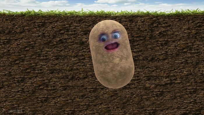 A Potato