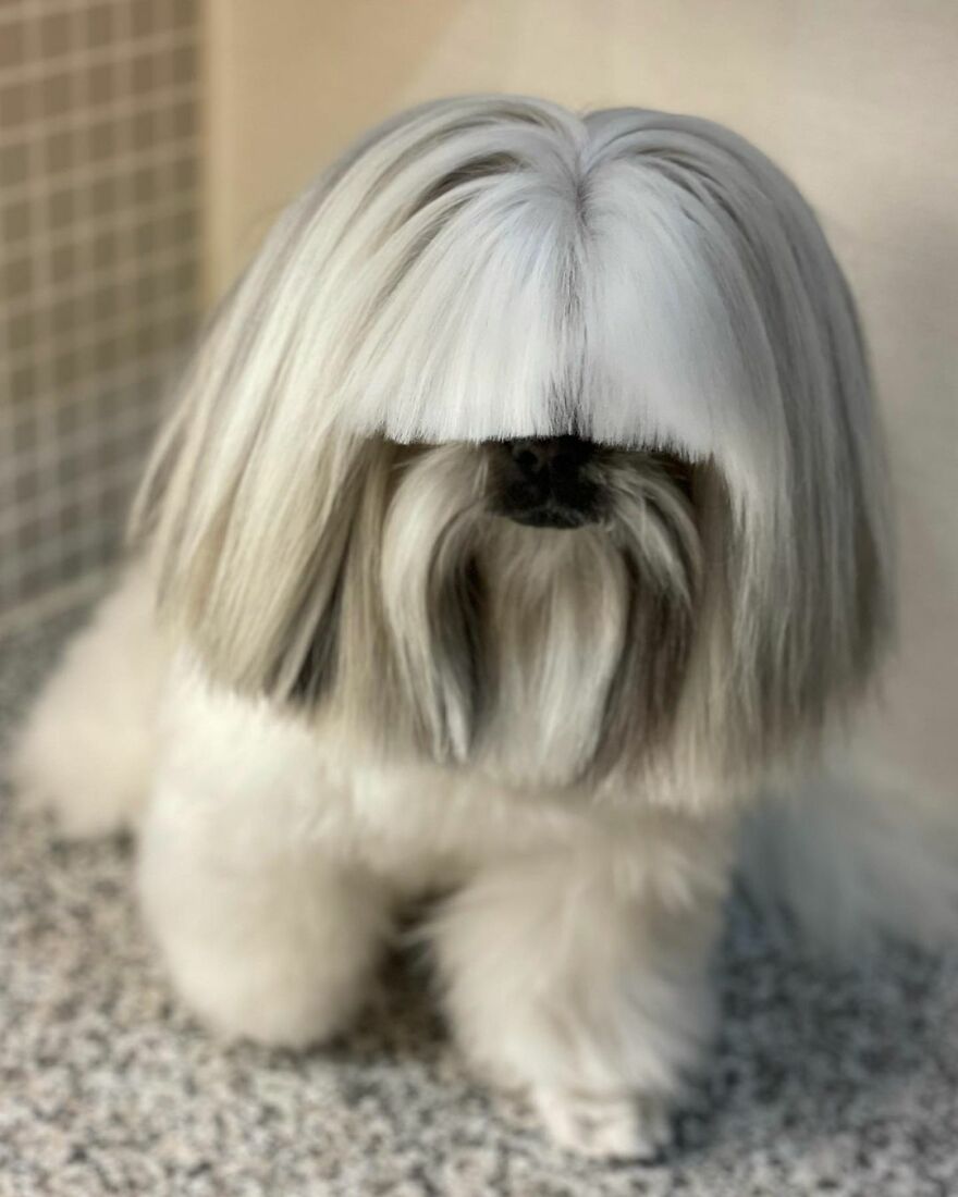 Small dog with long flowing hair styled to cover eyes, showcasing a unique dog fashionista look resembling a pop star.