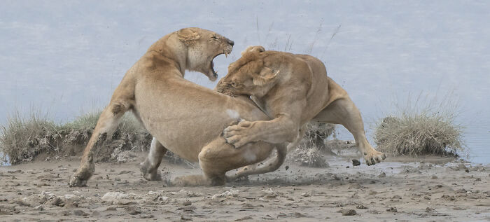 Behaviour - Mammals, Gold: Patrick Nowotny, United States