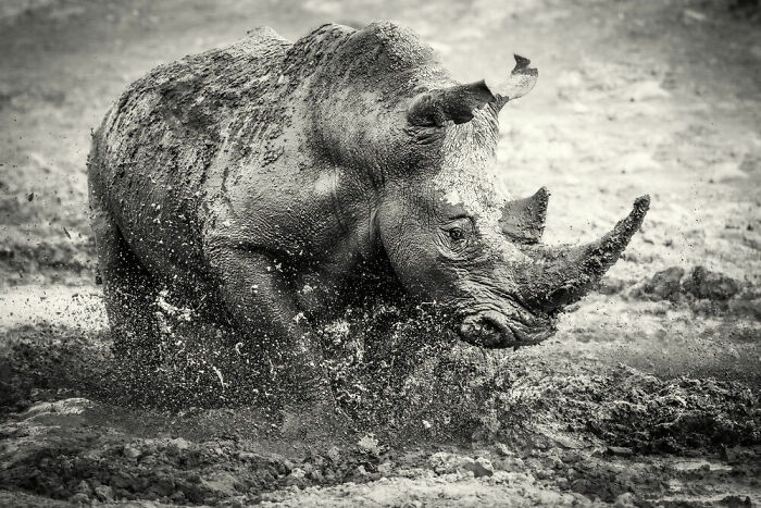 Behaviour - Mammals, Silver: Darren Donovan, South Africa