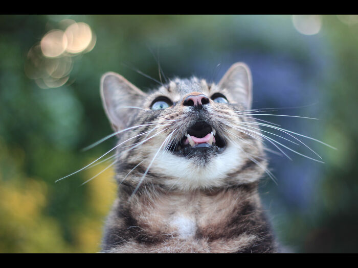 Tommi (No Longer With Me 😢) Had A Heart Of Gold And Loved Life And Cuddles.